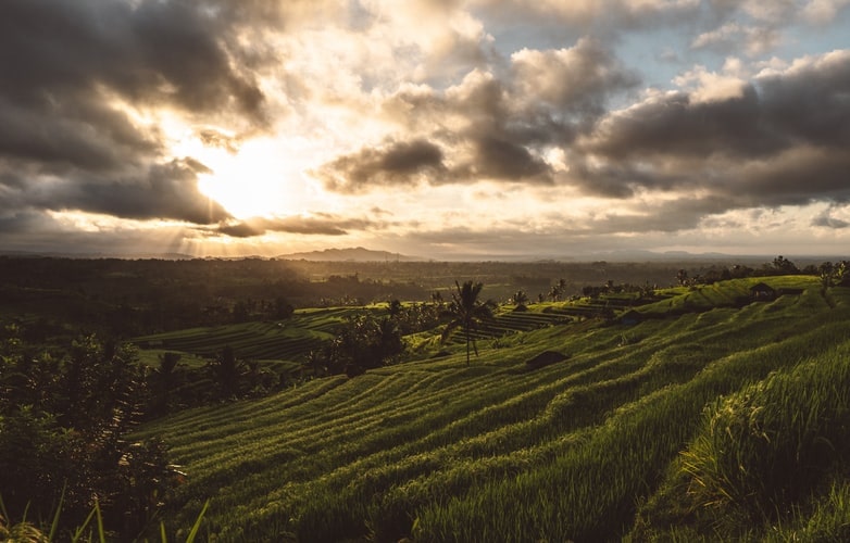Sawah yang masuk warisan dunia hingga Pura Sakral di dalam hutan lindung. Yuk intip memukau nya wisata Ubud